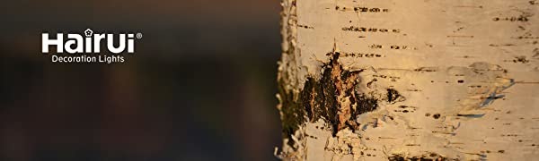 Hairui birch tree